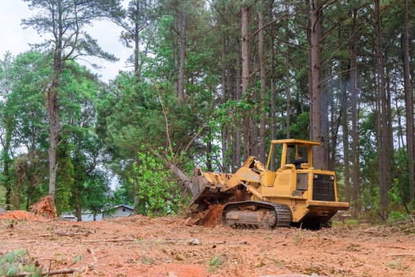 Trees Clearing in Waxahachie