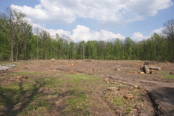Pasture Clearing in Waxahachie