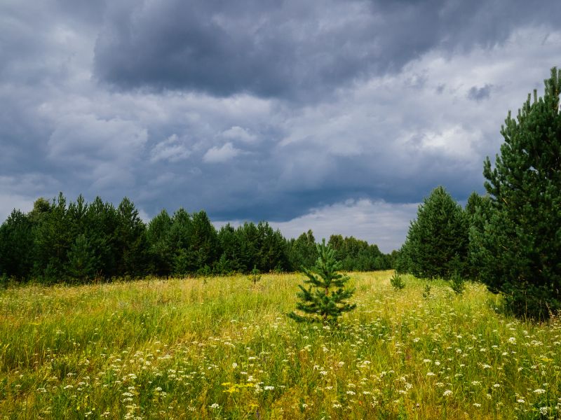 Cleared Land with Vegetation Removed